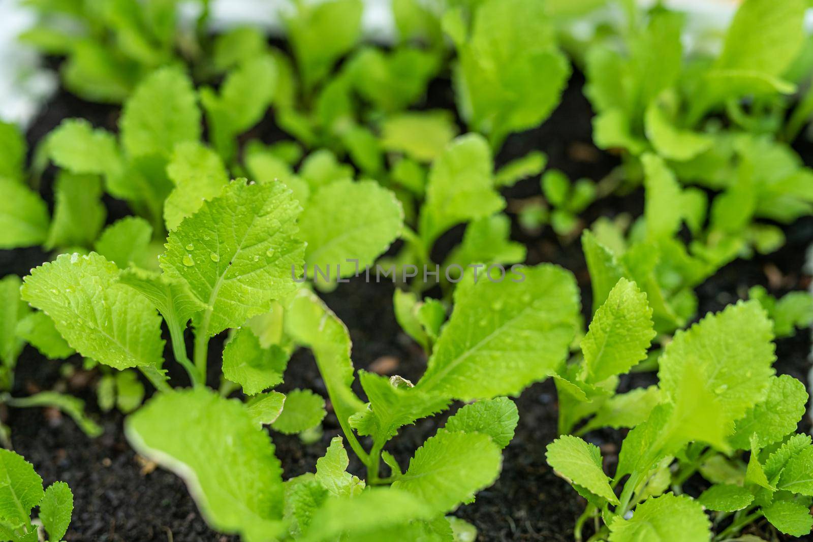 young plants growing up, green leaves, farming