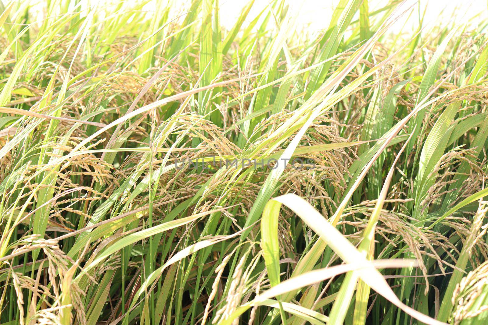 ripe paddy on tree in farm by jahidul2358