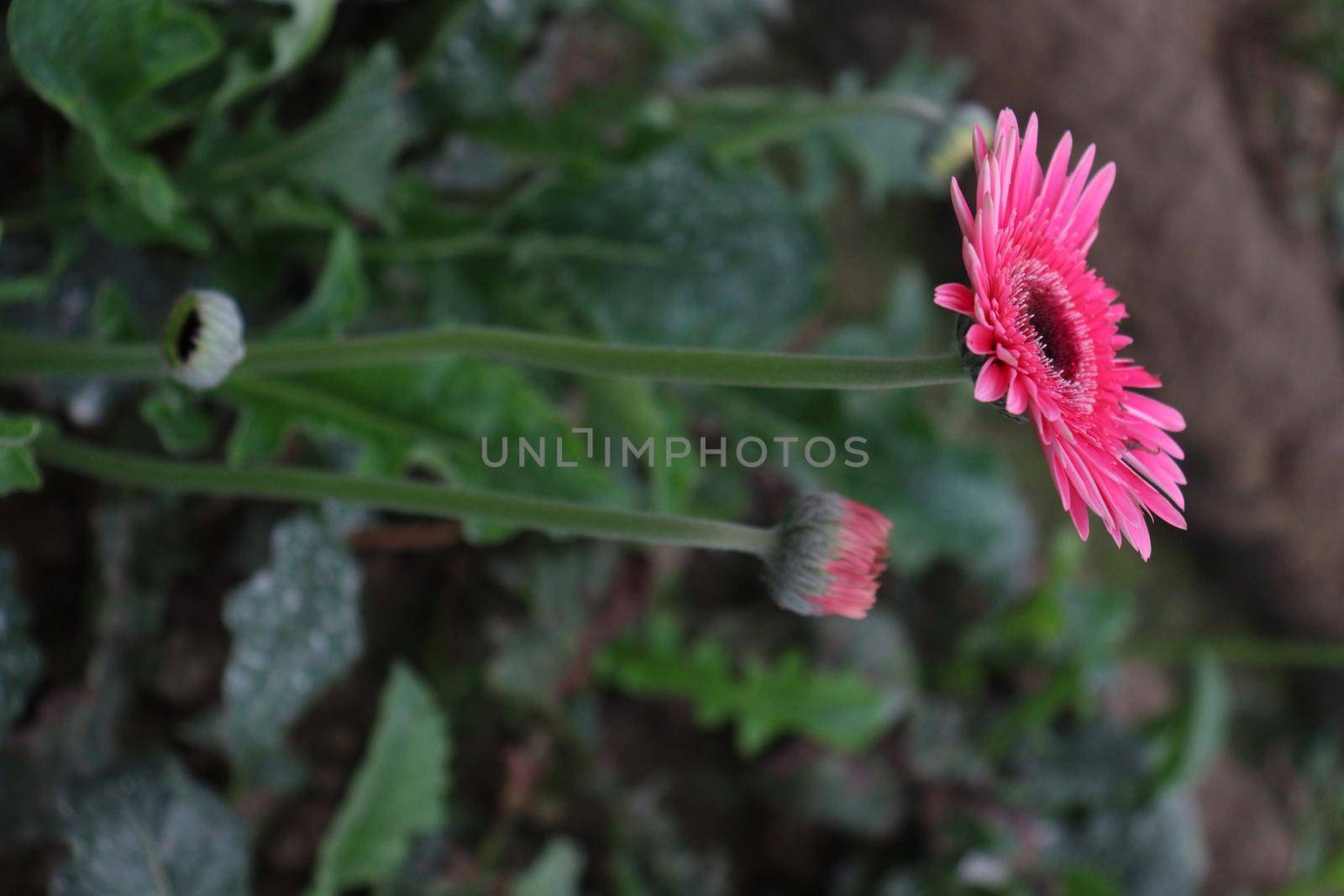 pink colored gerbera flower on farm by jahidul2358