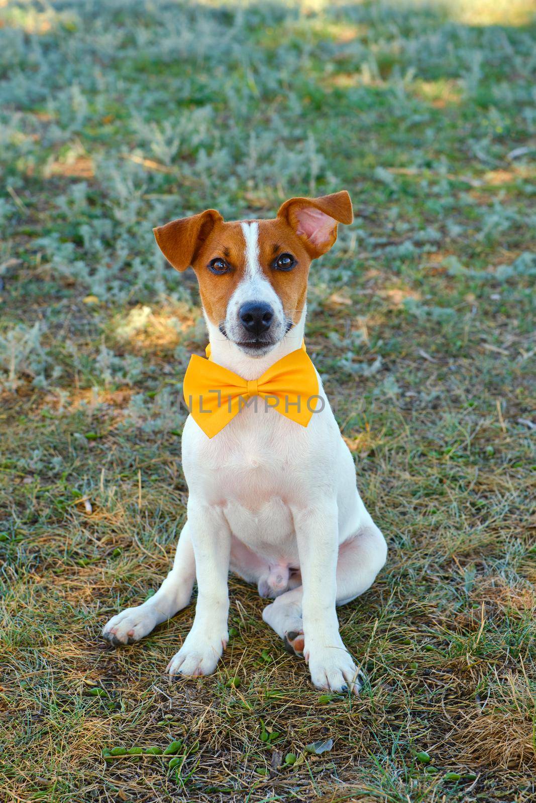 full growth cute little puppy of Jack Russell terrier dog. White dog with a Yellow bow tie on the green grass. Jack russell terrier puppy on a walk. Copyspace for ad, design.