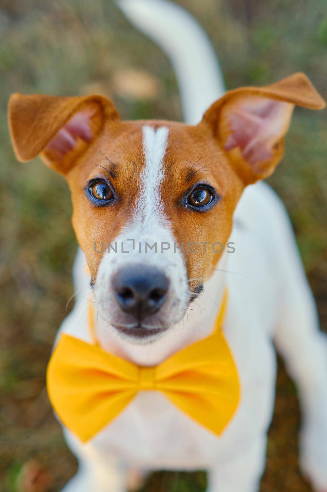 Close-up portrait og cute little puppy of Jack Russell terrier dog with a Yellow bow tie on the green grass, looking at camera. Selective focus, shallow depth of field