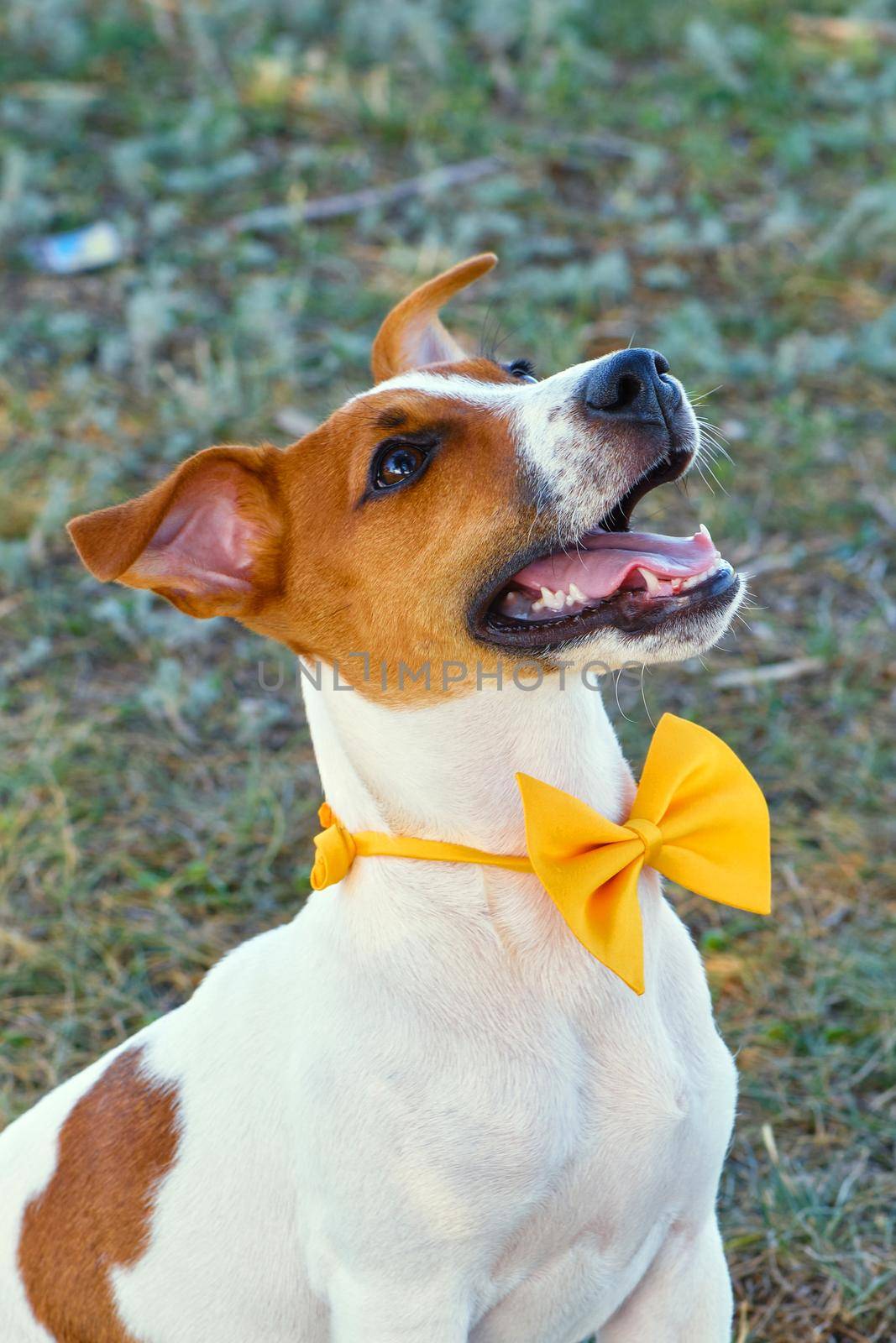 Close-up cute little puppy of Jack Russell terrier dog. White dog with a Yellow bow tie on the green grass. Jack russell terrier puppy on a walk. Copyspace for ad, design.
