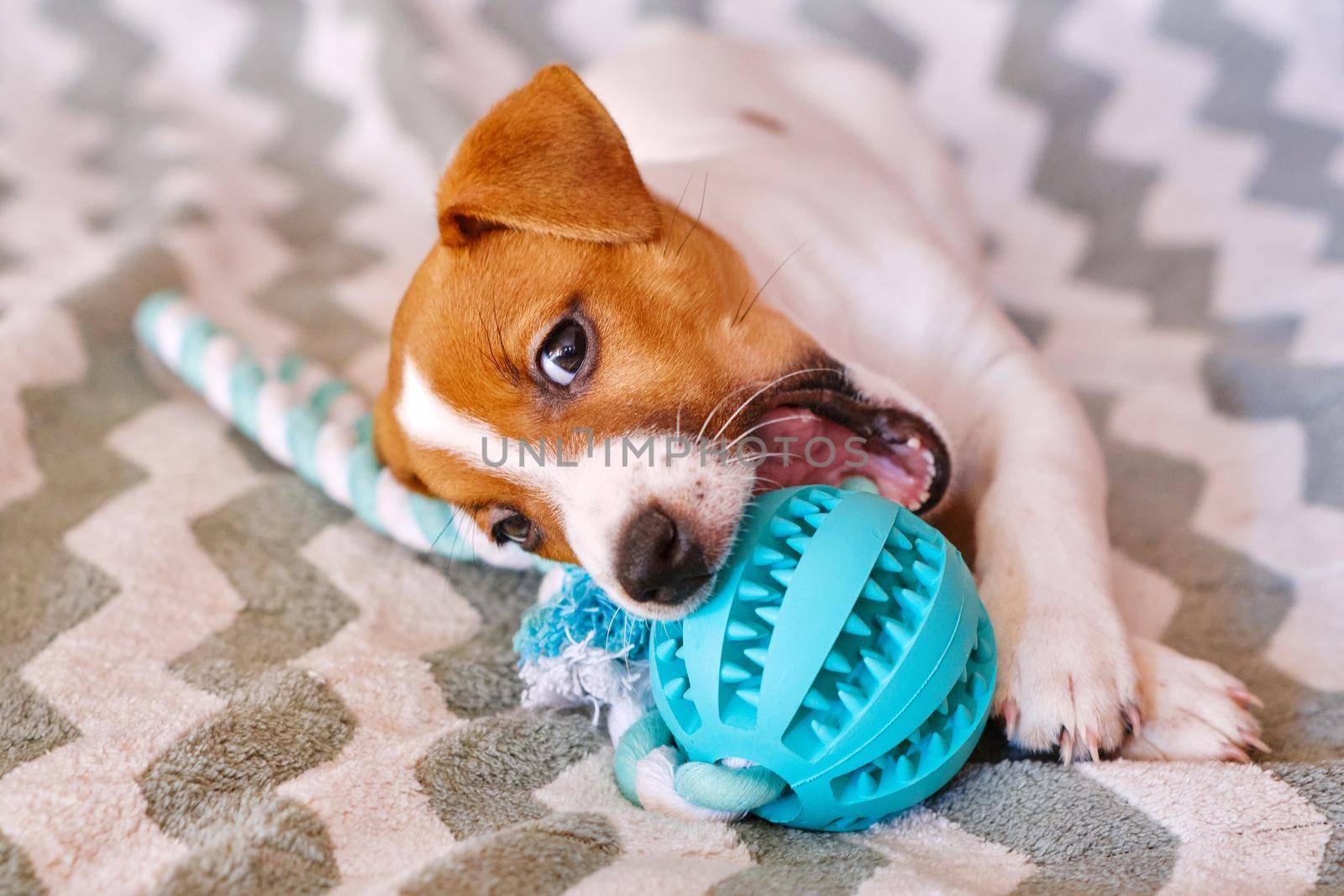 Little Jack Russell Terrier puppy playing with toy by InnaVlasova