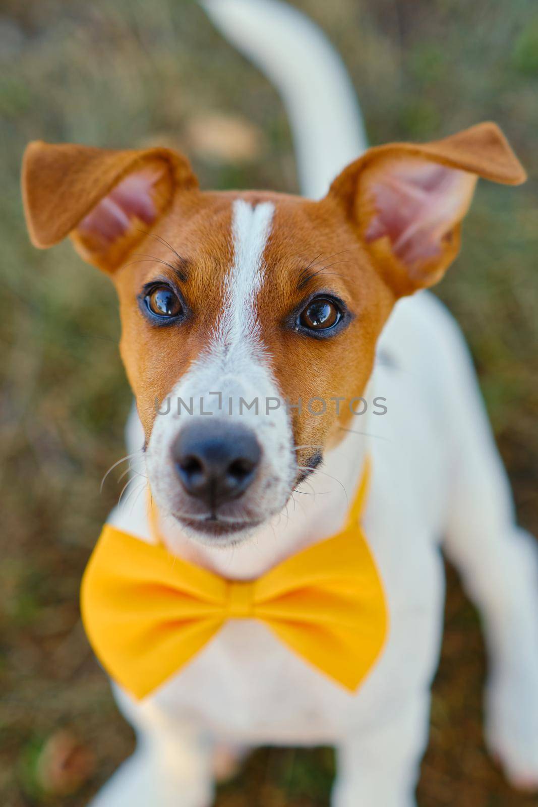 Close-up portrait og cute little puppy of Jack Russell terrier dog with a Yellow bow tie on the green grass, looking at camera. Selective focus, shallow depth of field