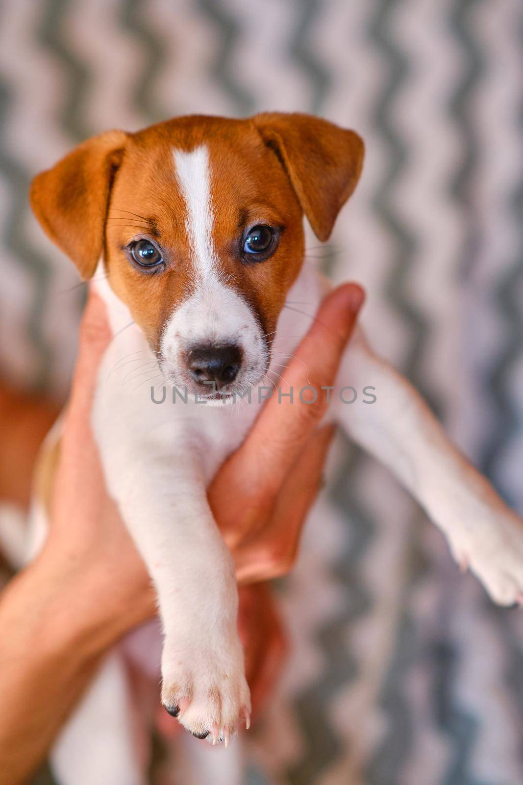 Six weeks puppy in hands. Owner holds the puppy in his hands. Animal care concept