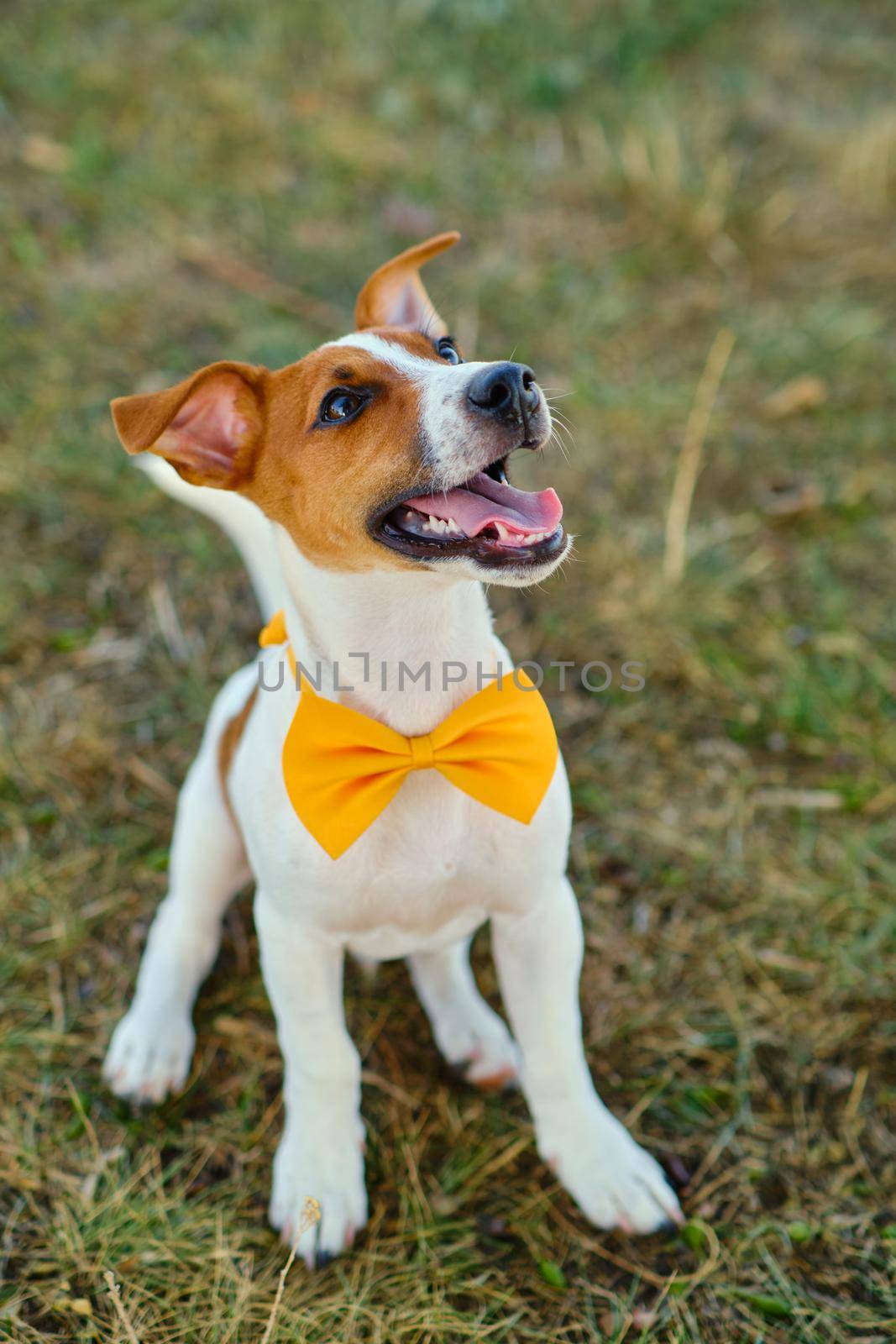 White dog with a Yellow bow tie on the green grass by InnaVlasova