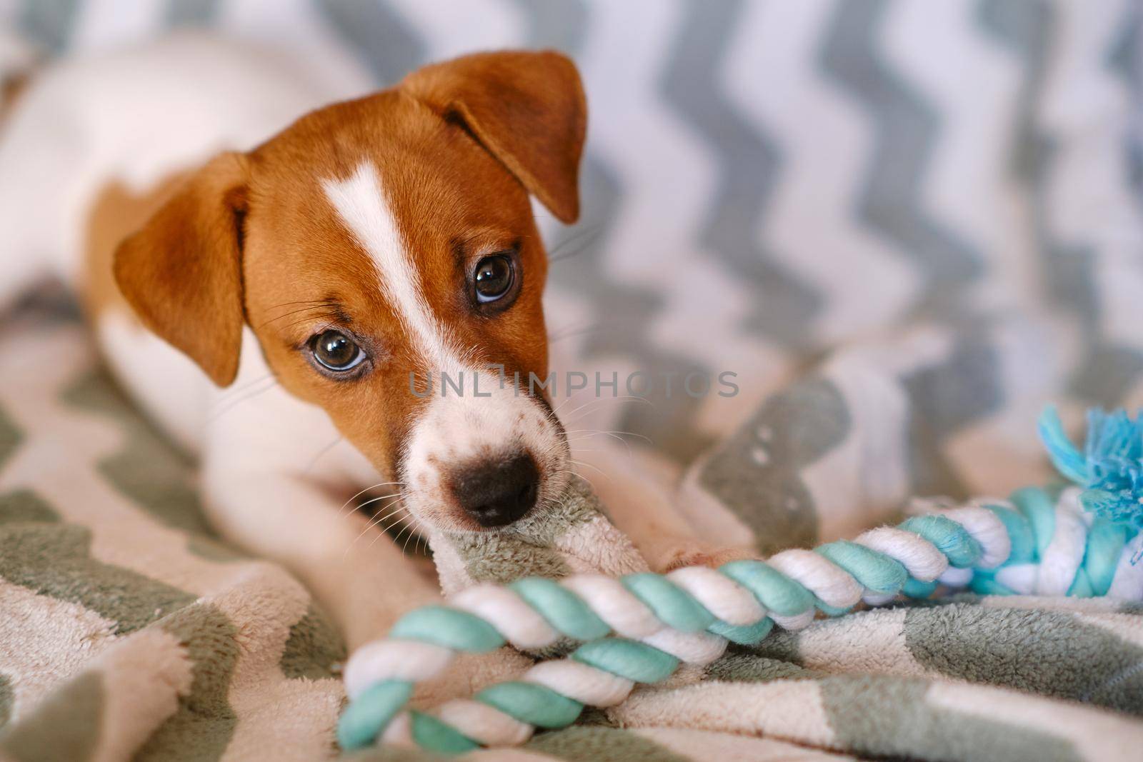 Little Jack Russell Terrier puppy playing with toy by InnaVlasova