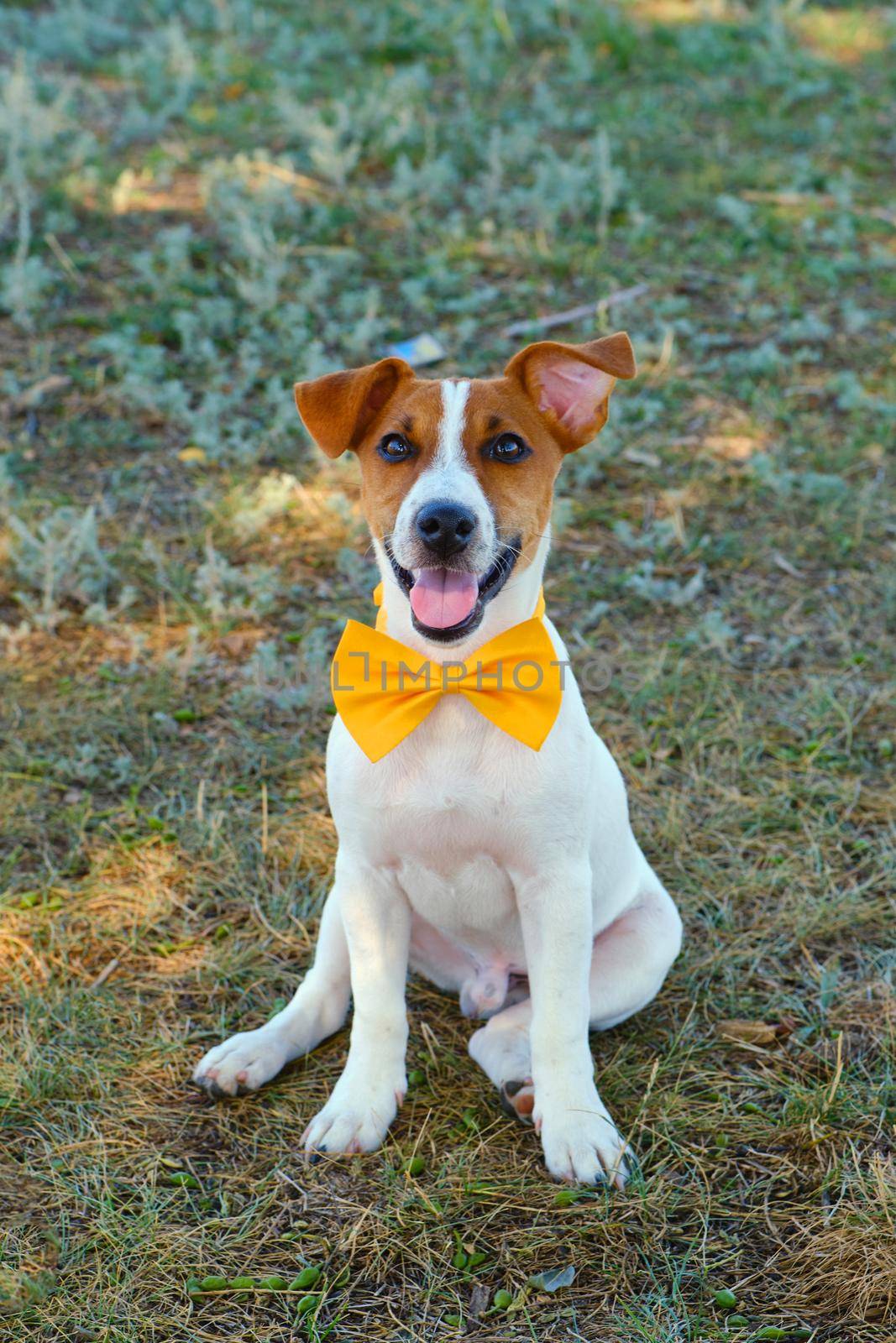 White dog with a Yellow bow tie on the green grass by InnaVlasova