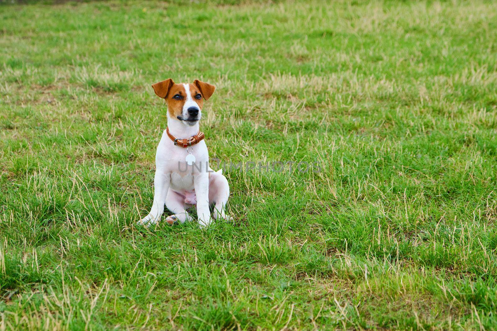 little puppy of a jack russel terrier in a beautiful green meadow is sitting. Cute dog and good friend. Copyspace for ad, design.