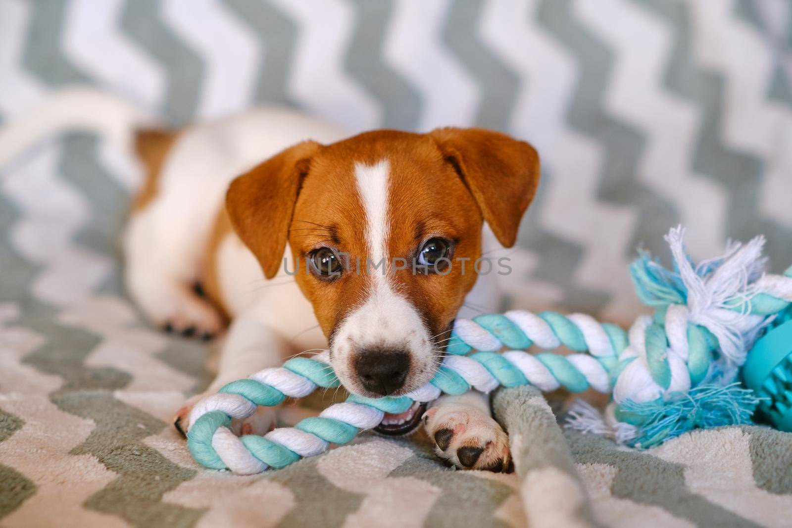 Cute Little Jack Russell Terrier puppies. Six weeks Puppy playing with toy at home