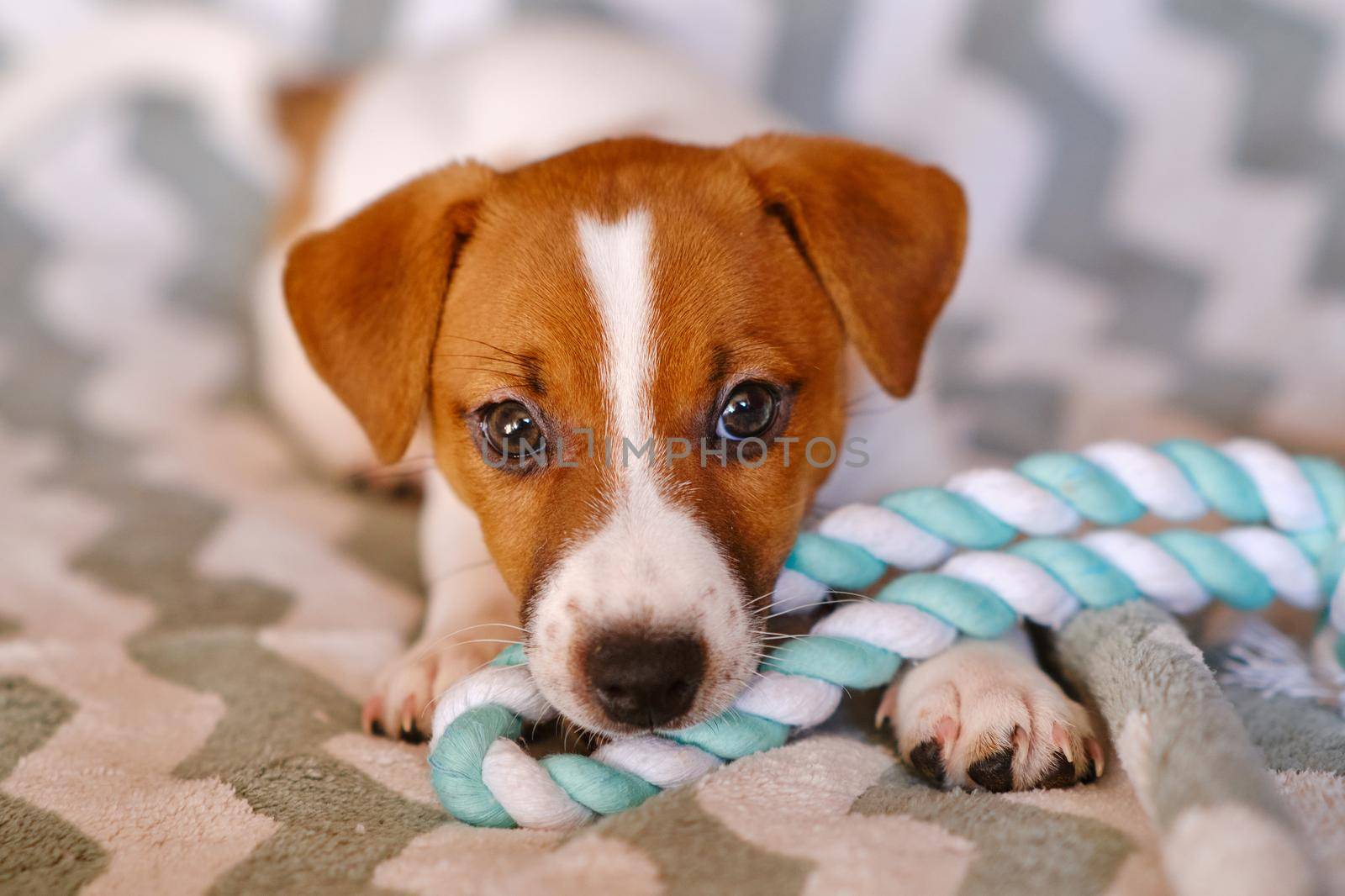 Cute Little Jack Russell Terrier puppies. Six weeks Puppy playing with toy at home