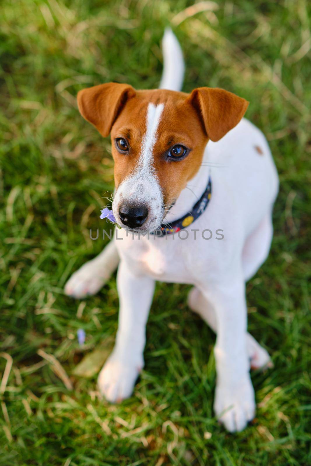 little puppy of a jack russel terrier in meadow by InnaVlasova