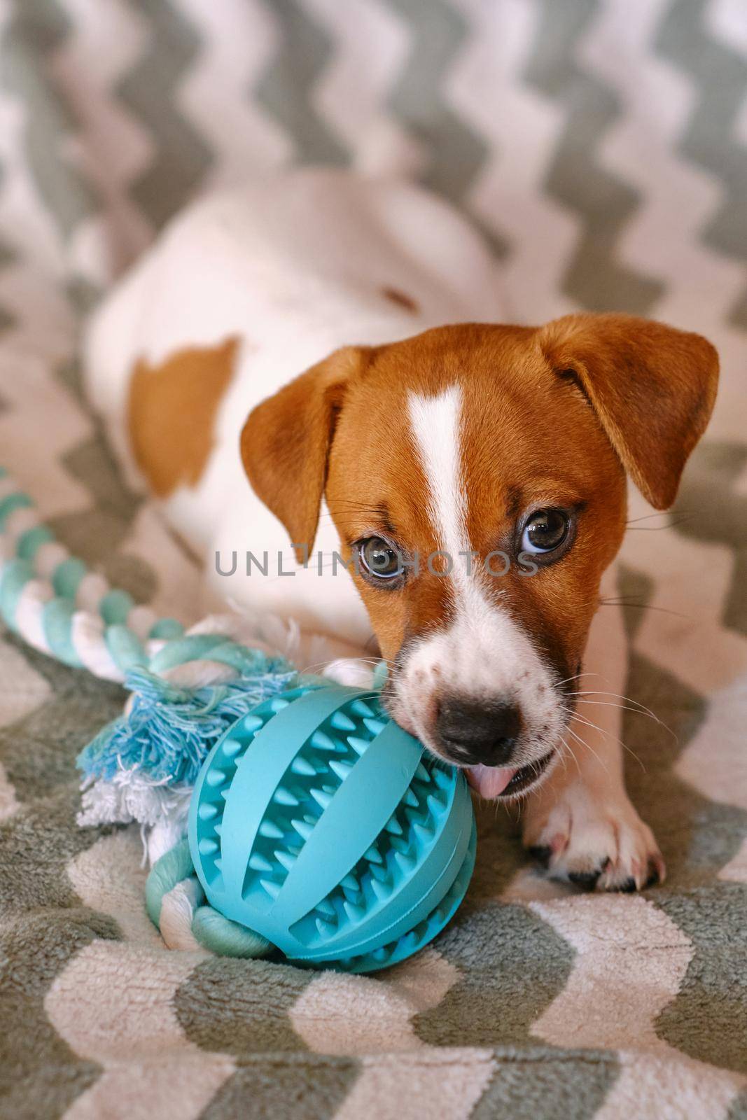 Cute Little Jack Russell Terrier puppy with teether ball. Six weeks Puppy playing with toy at home