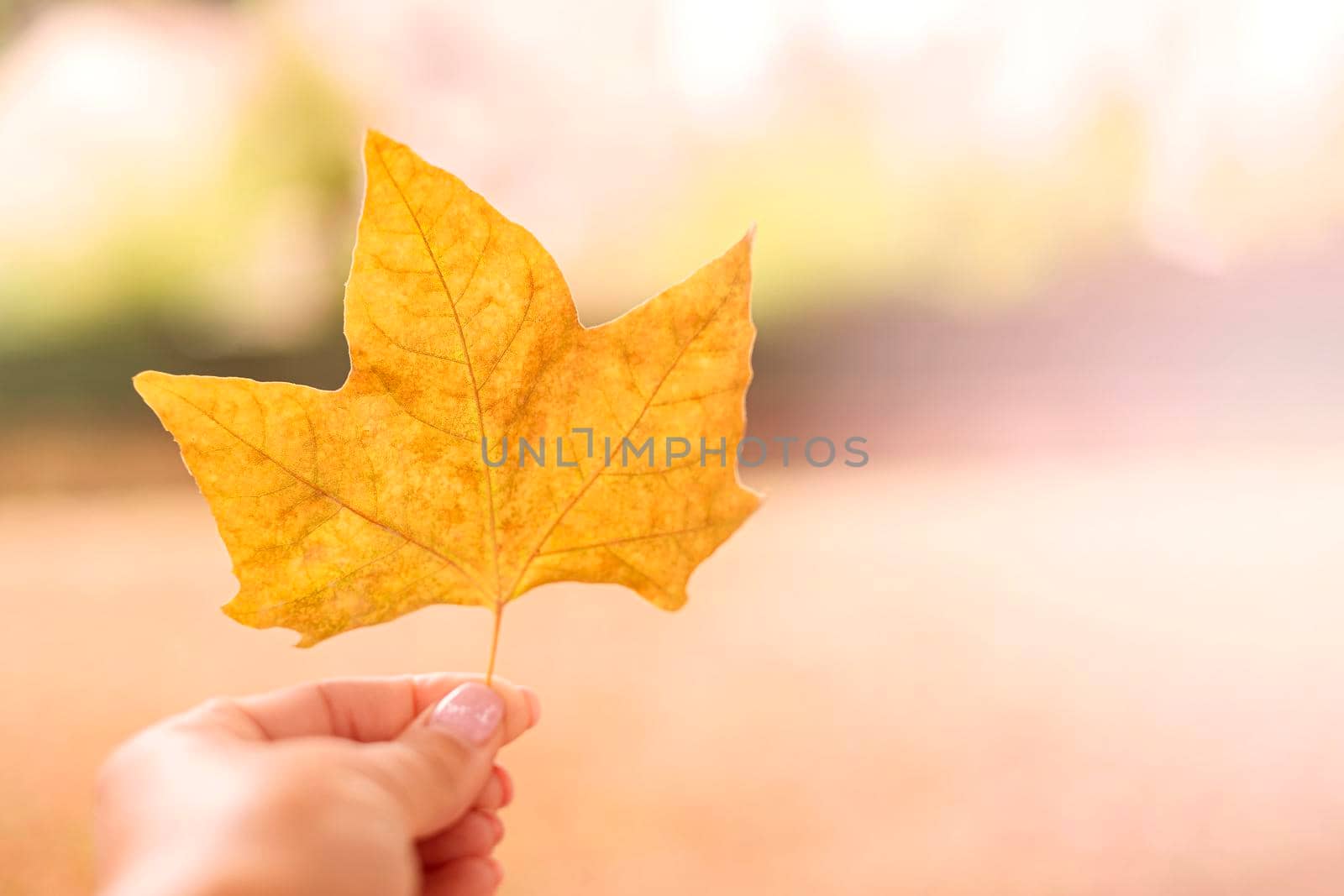 Yellow maple leaf in hand with light blur background for your text by Annavish