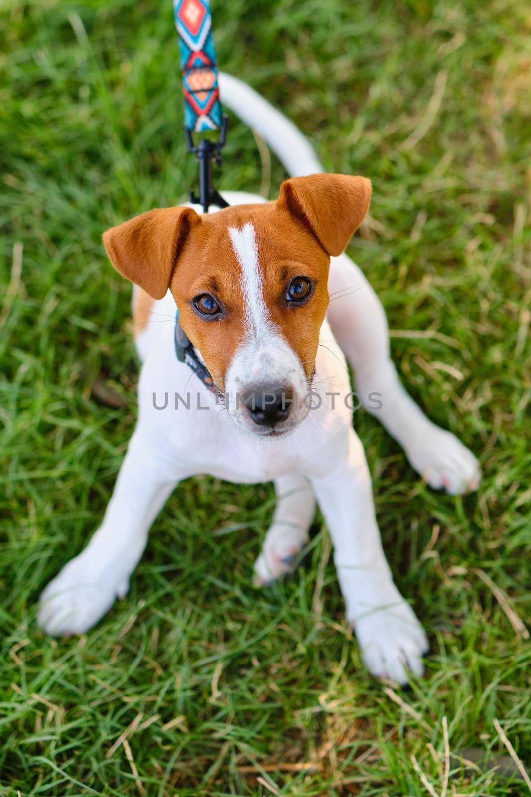 A smiling little puppy of a jack russel terrier in a beautiful green meadow is sitting and looking in camera. Cute dog and good friend.