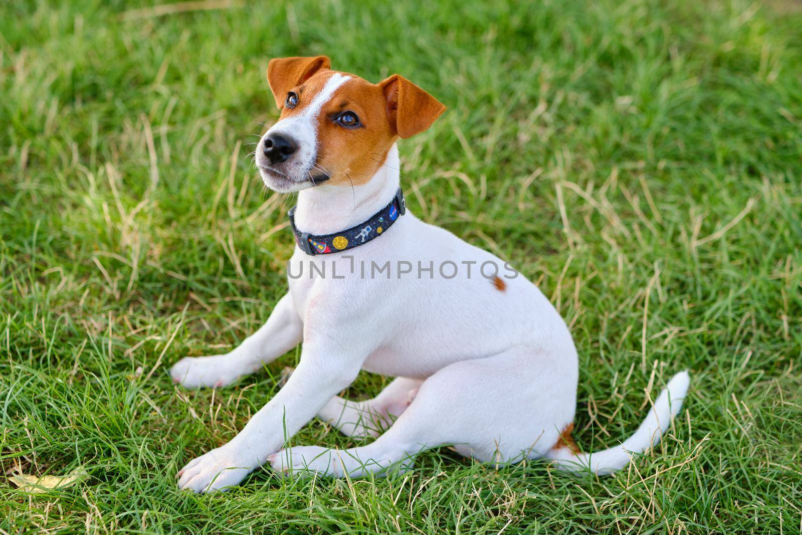 A smiling little puppy of a jack russel terrier in a beautiful green meadow is sitting. Cute dog and good friend.