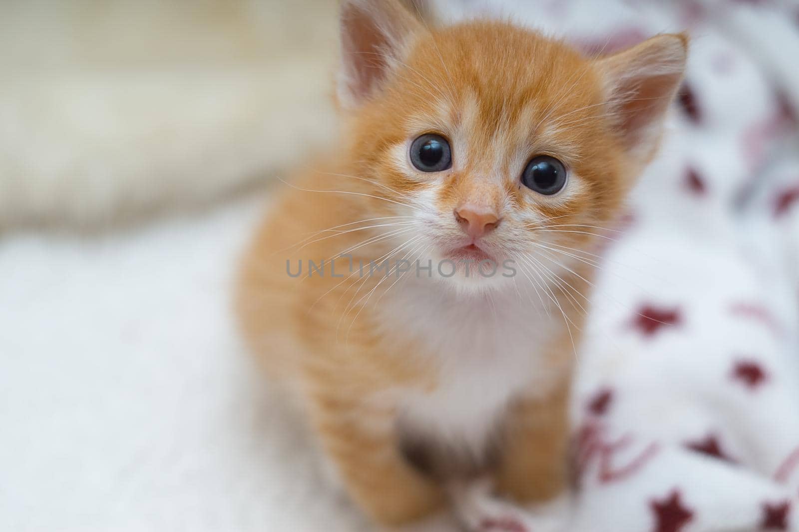 Red kitten sits and looks close up.