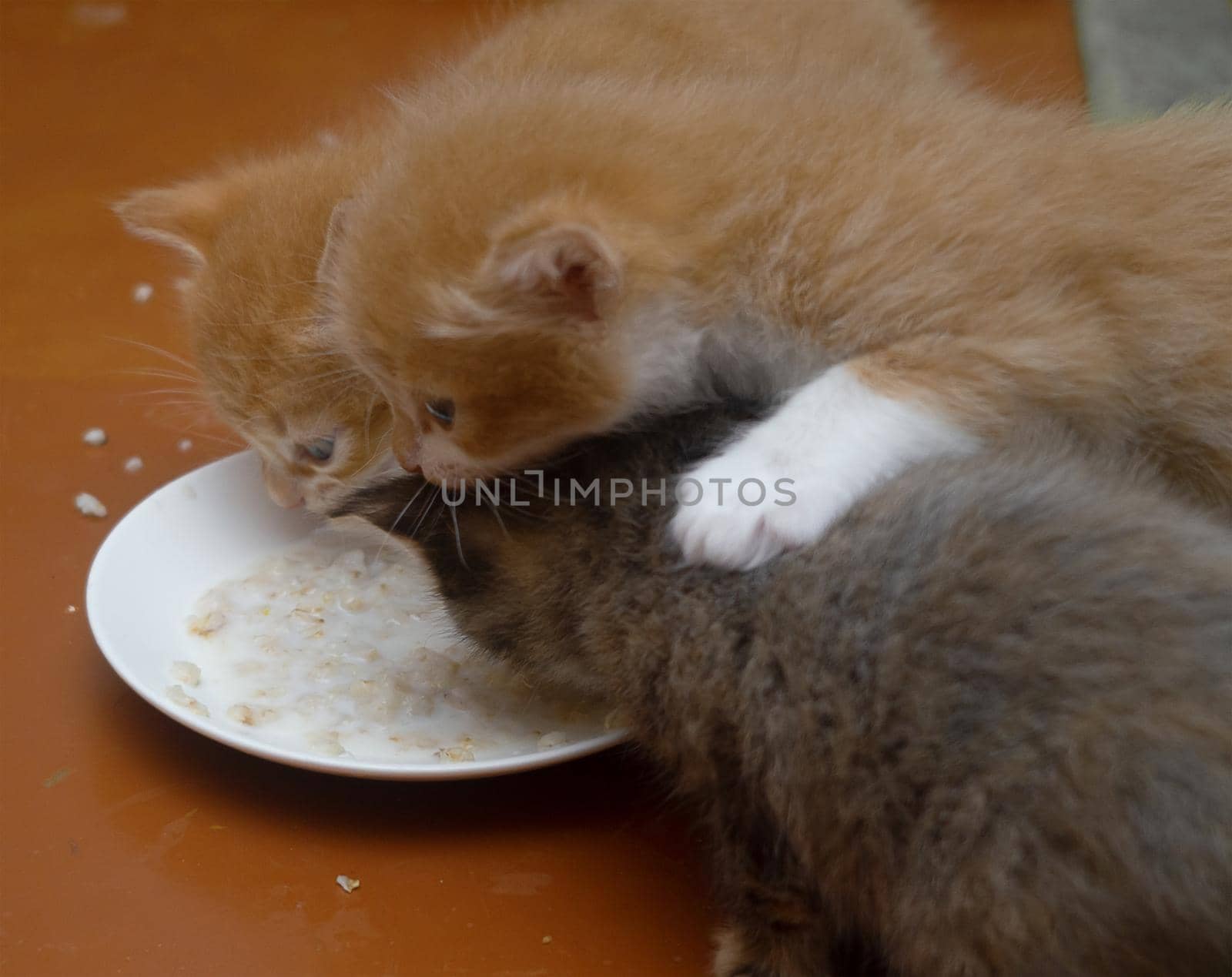 Three kittens eat food from a white plate.