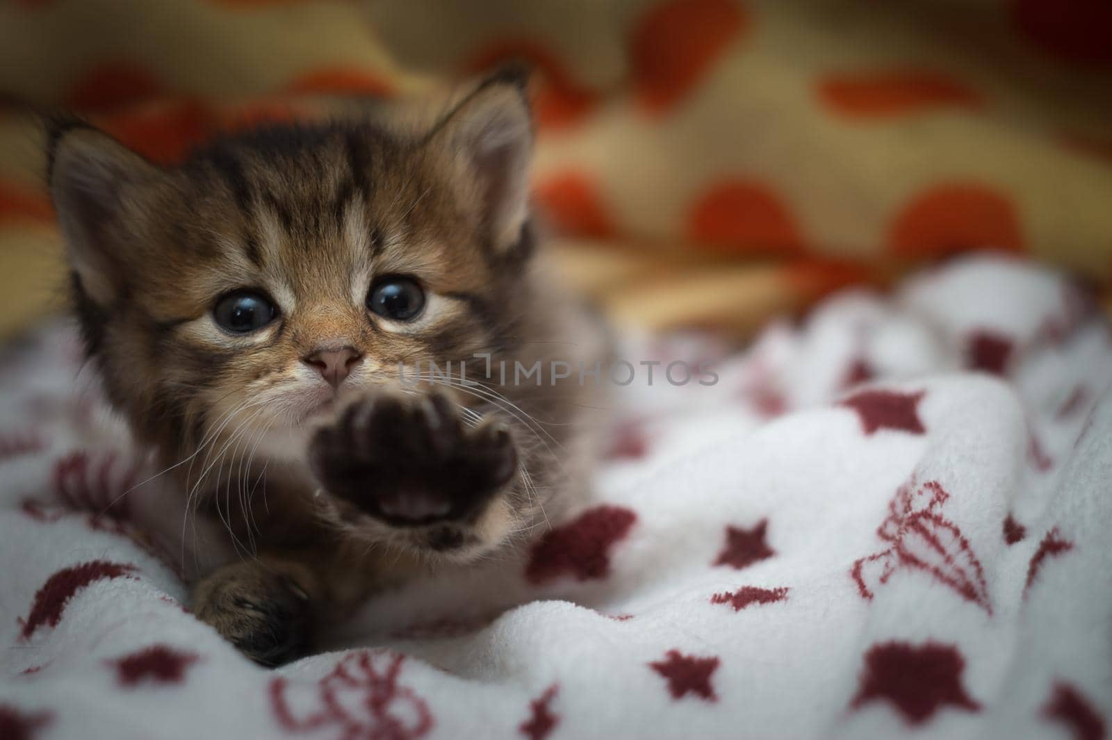 A striped kitten shows a paw in close-up.