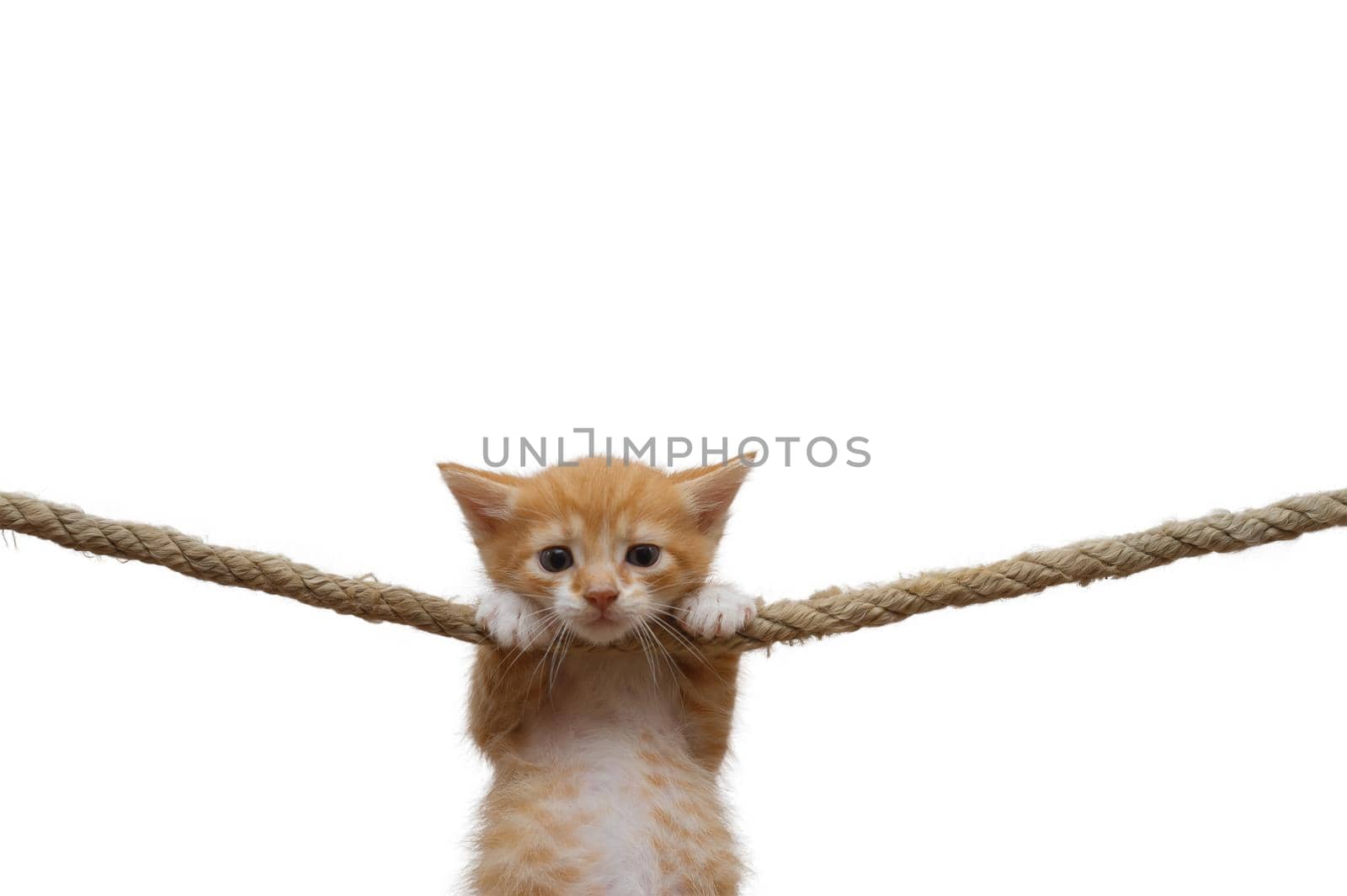 Ginger kitten hung on a rope on a white background.