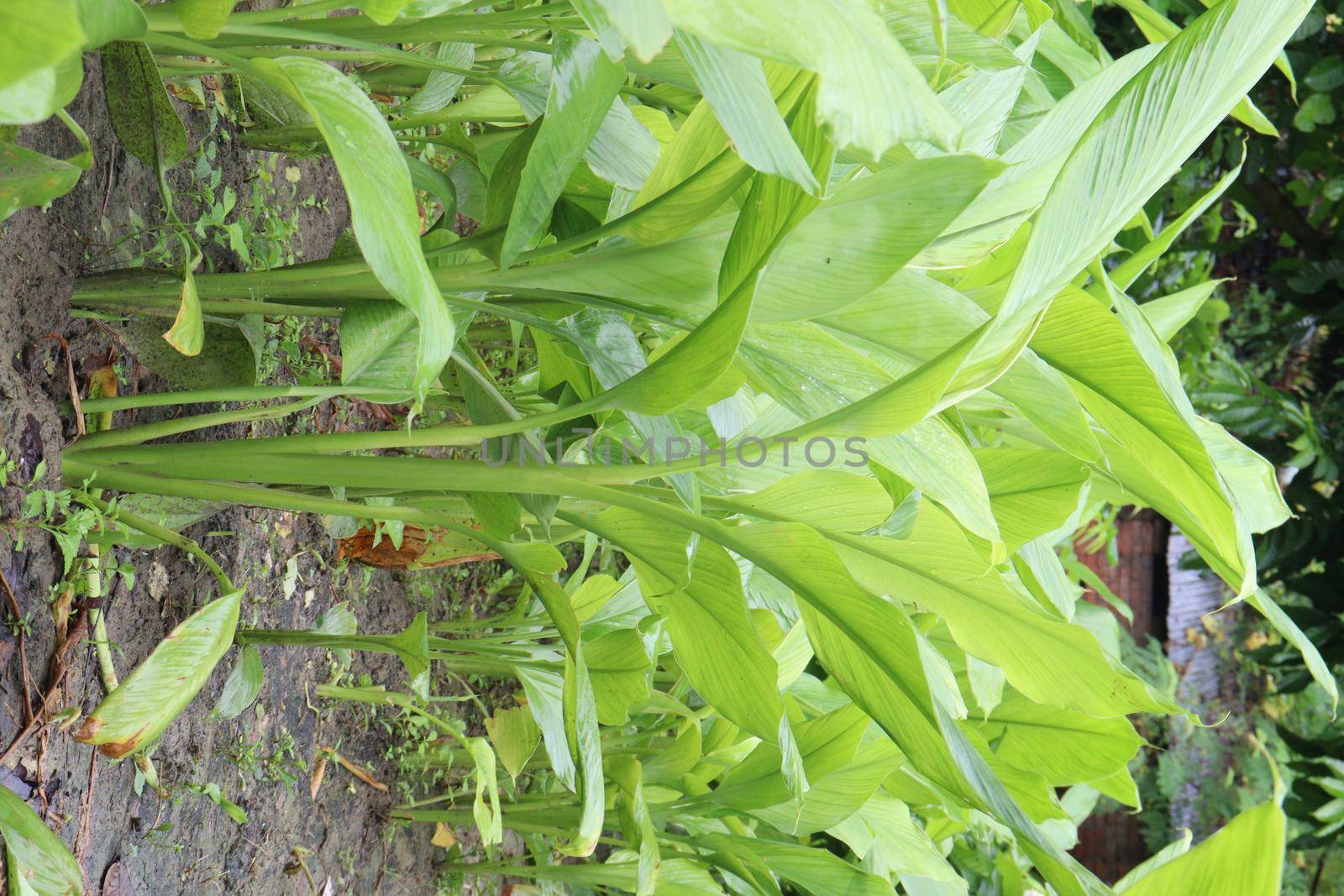 green colored turmeric tree farm for spice harvest