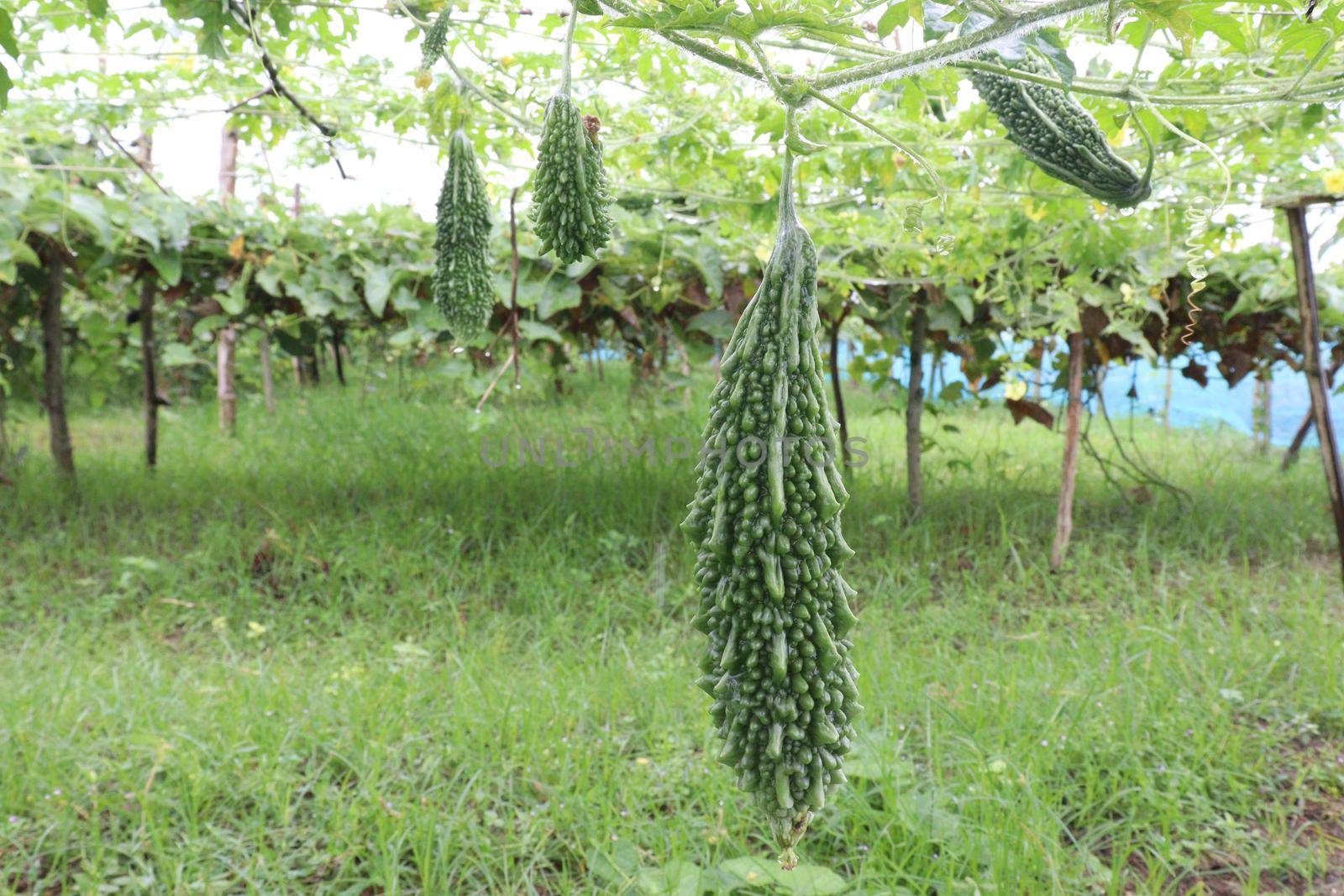 healthy raw bitter melon on tree in farm for harvest