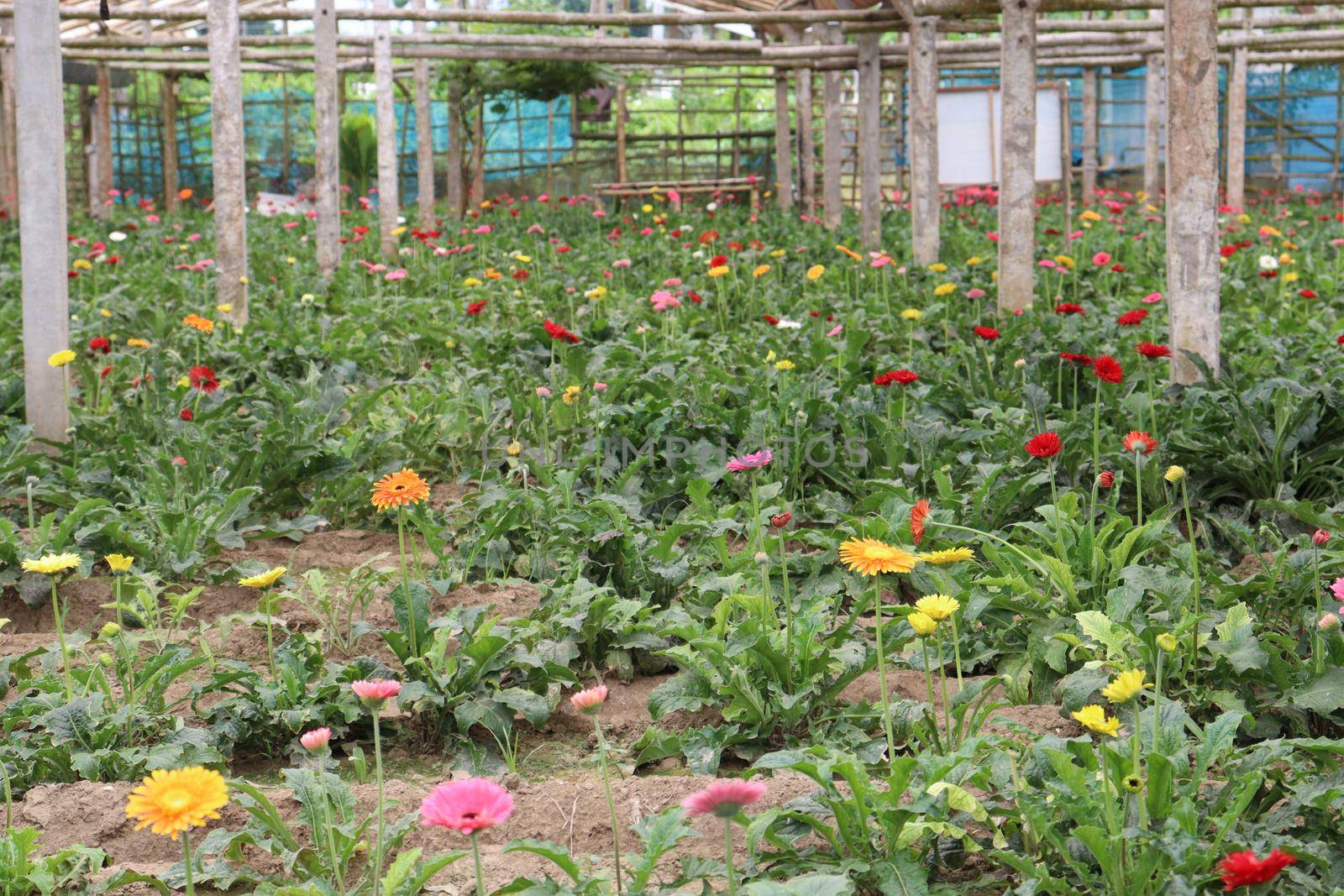 gerbera flower garden on farm by jahidul2358