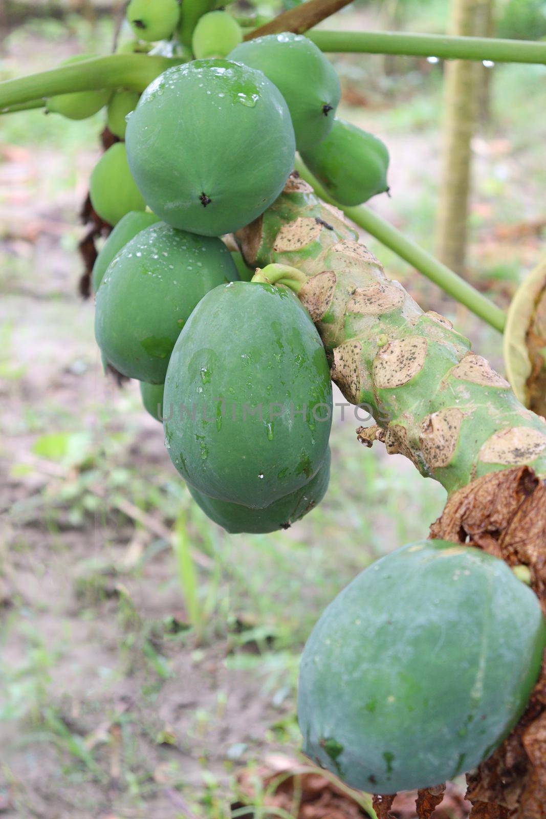 green and healthy raw papaya stock on tree in farm for harvest