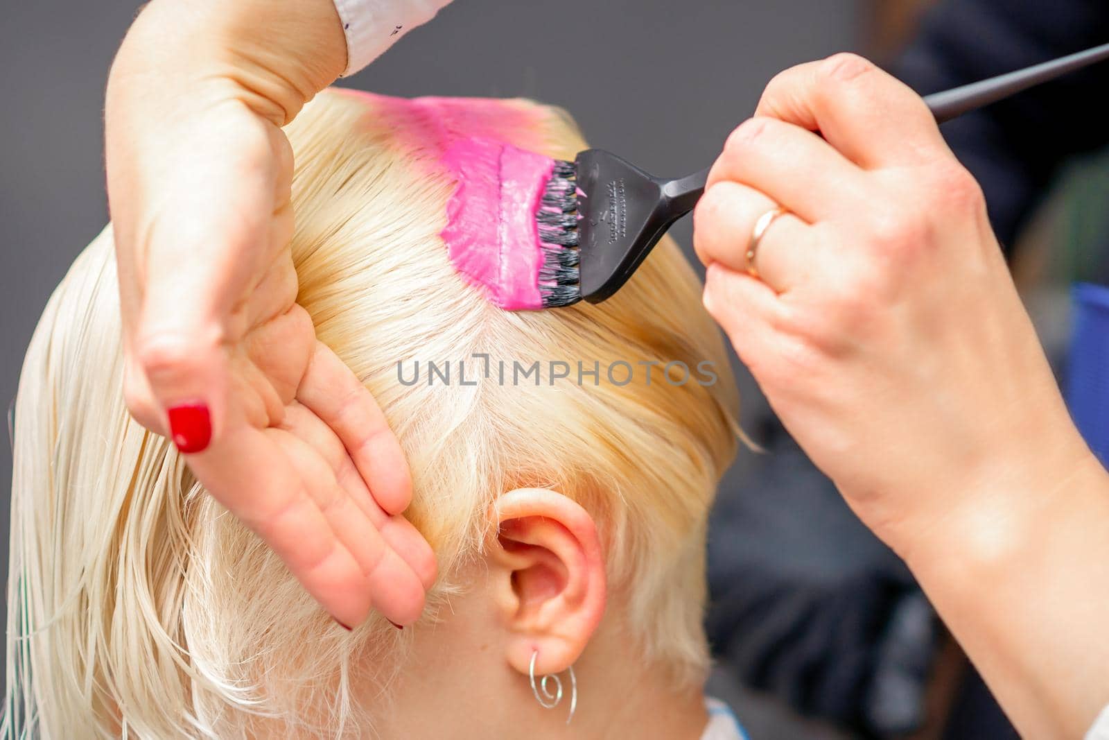 Applying pink dye with the brush on the white hair of a young blonde woman in a hairdresser salon