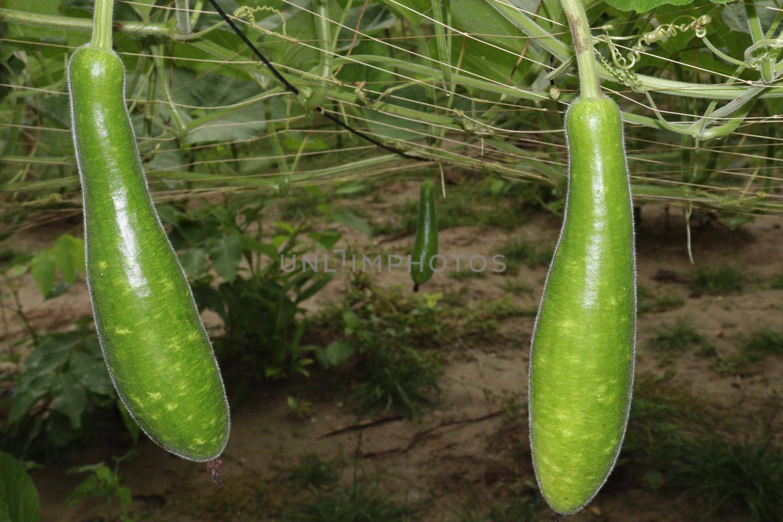 bottle gourd stock on farm for harvest