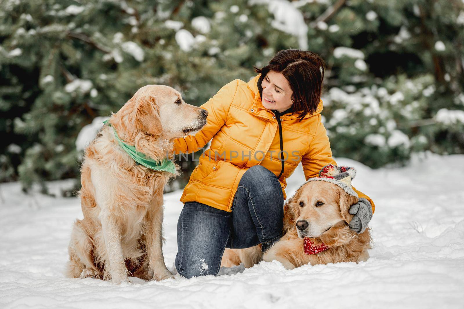 Golden retriever dogs in winter time with girl owner posing in snow. Young woman looking at camera with doggy pets in forest in cold weather