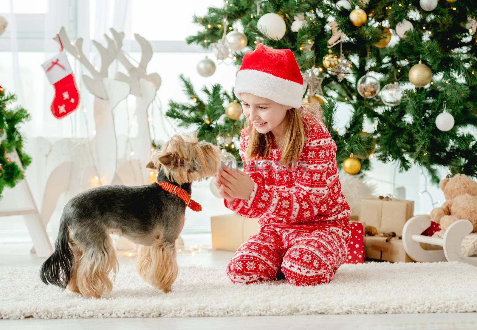 Cute child girl petting dog near Christmas tree and smiling. Kid wearing Santa hat celebrating New Year with doggy pet terrier
