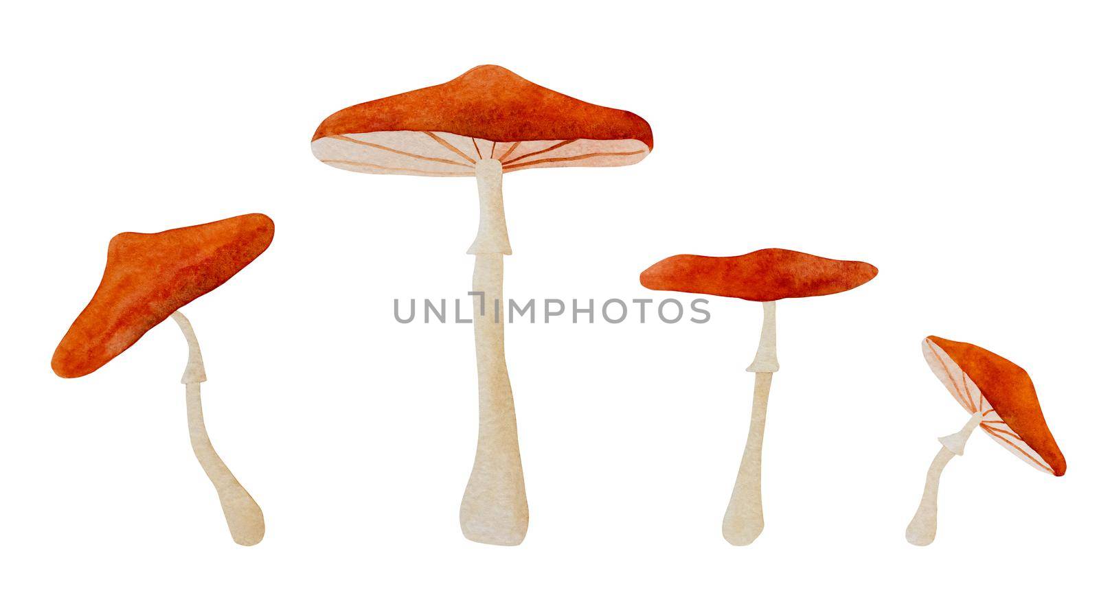 Mushrooms watercolor illustration. Fall forest boletus amanitas in aquarelle design