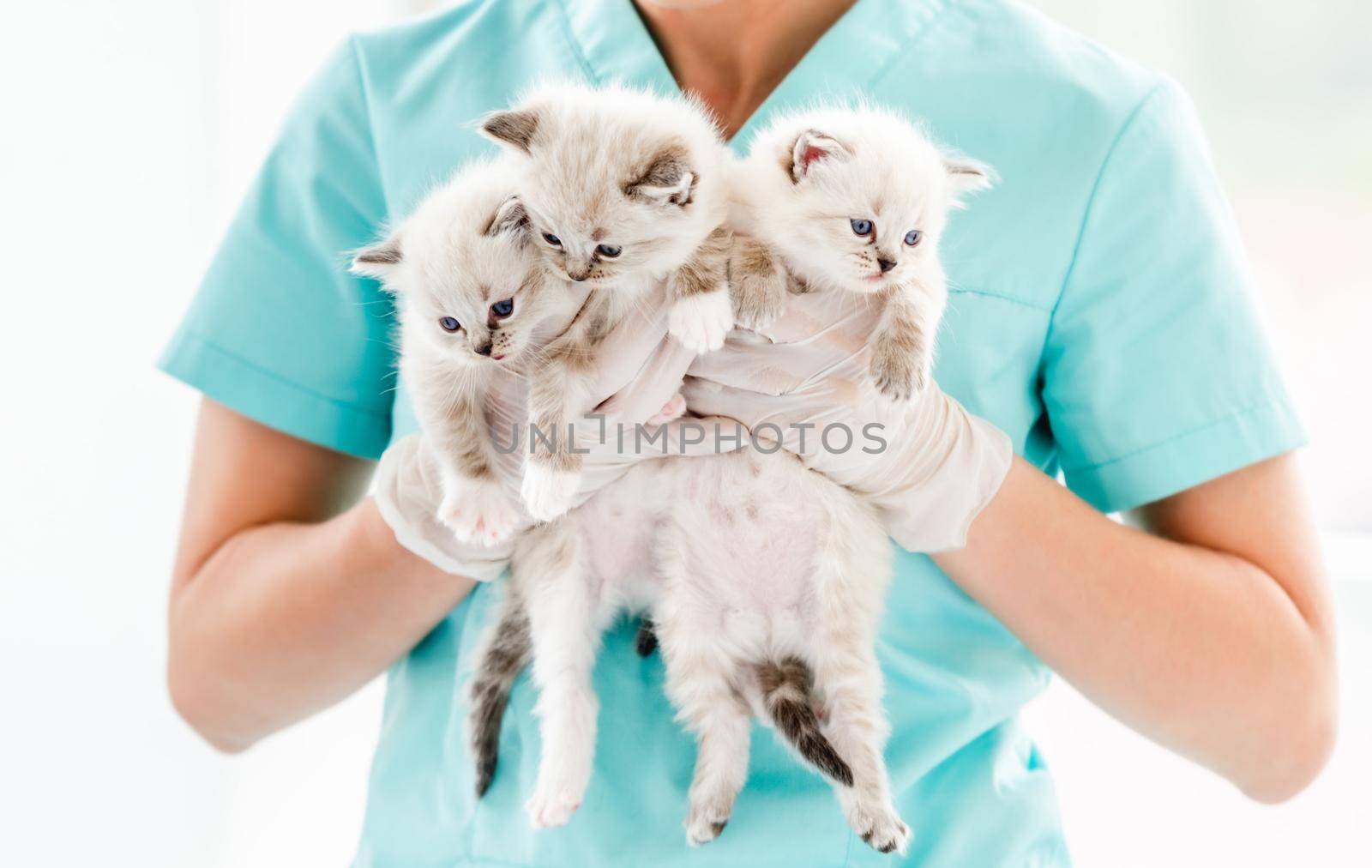 Woman veterinarian specialist holding in her hands three cute ragdol kittens with beautiful blue eyes. Adorable fluffy kitty cats at vet clinic during medical care procedures