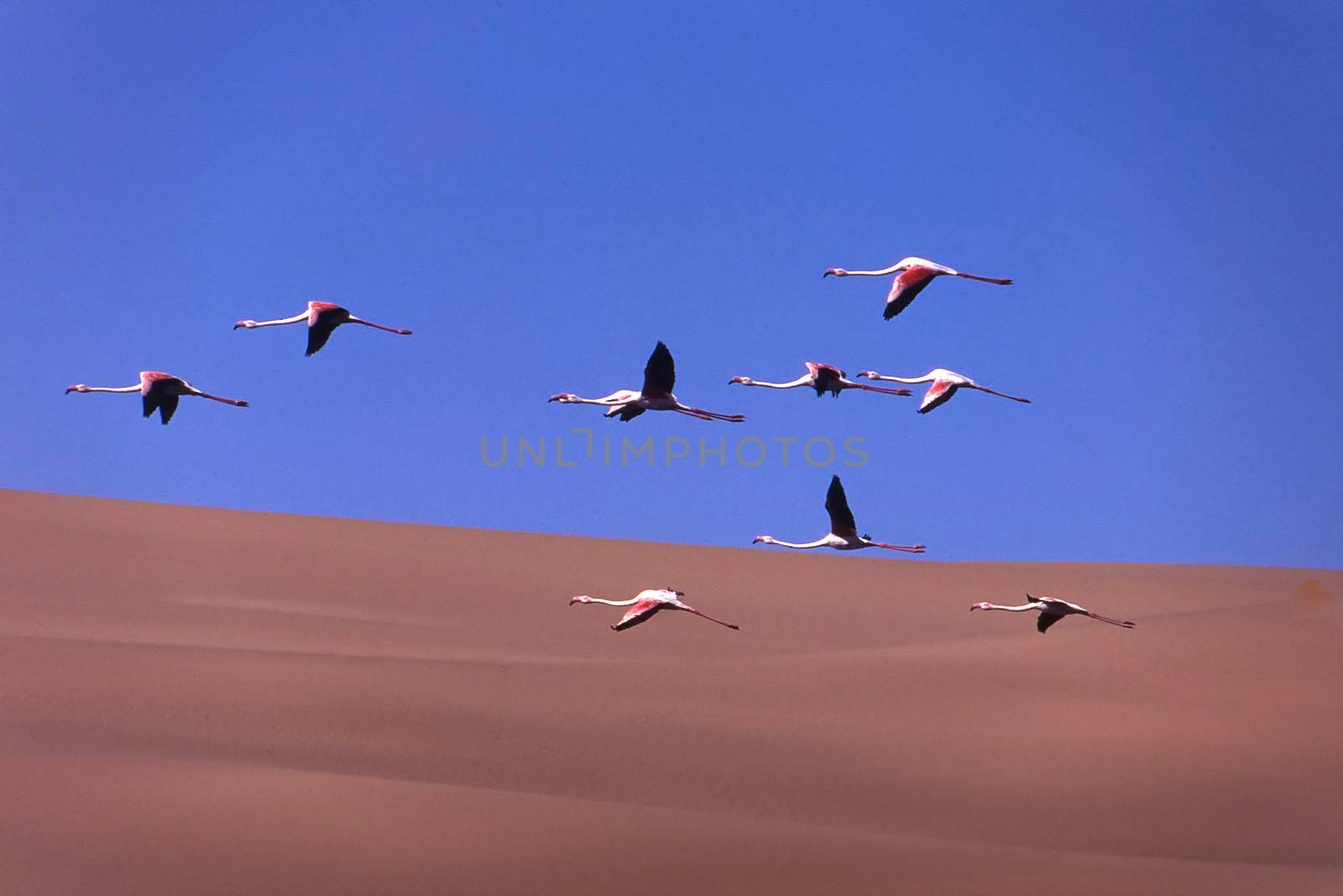 greater flamingos (phoenicopterus ruber) sandwich harbour, namibia, africa
