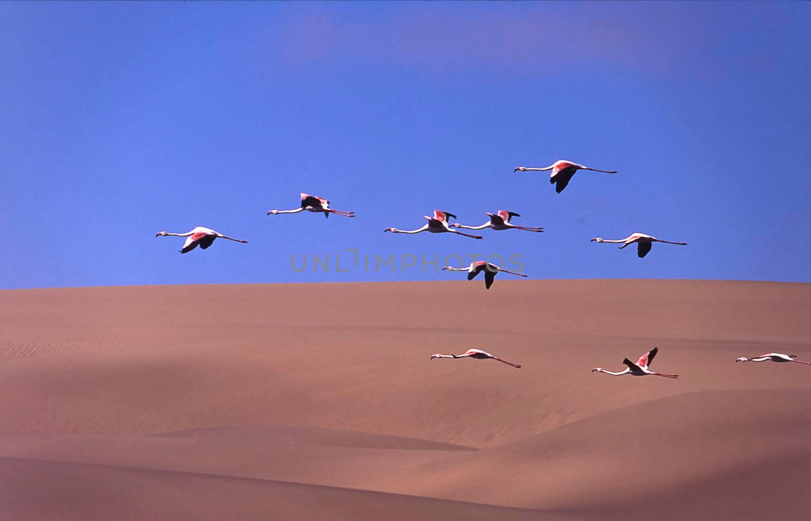 greater flamingos (phoenicopterus ruber) sandwich harbour, namibia, africa