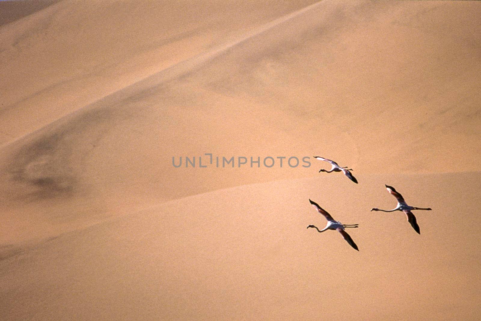 greater flamingos (phoenicopterus ruber) sandwich harbour, namibia, africa
