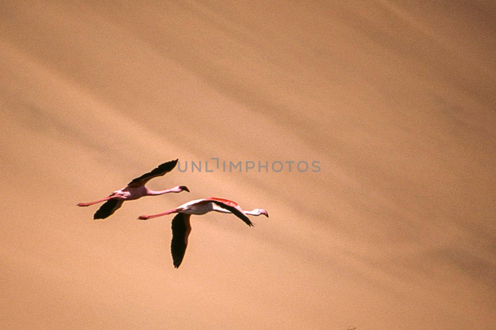 greater flamingos (phoenicopterus ruber) sandwich harbour, namibia, africa