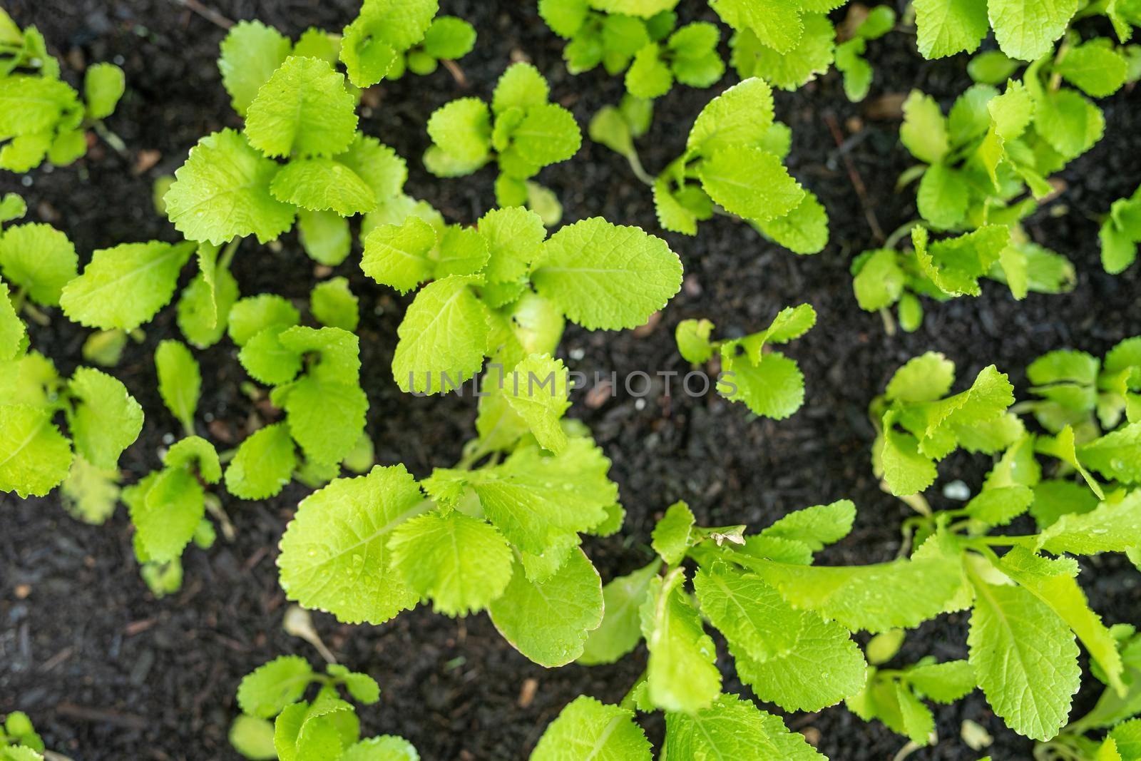 Seedling of oregano plants, fresh organic herbs growing up, origanum vulgare