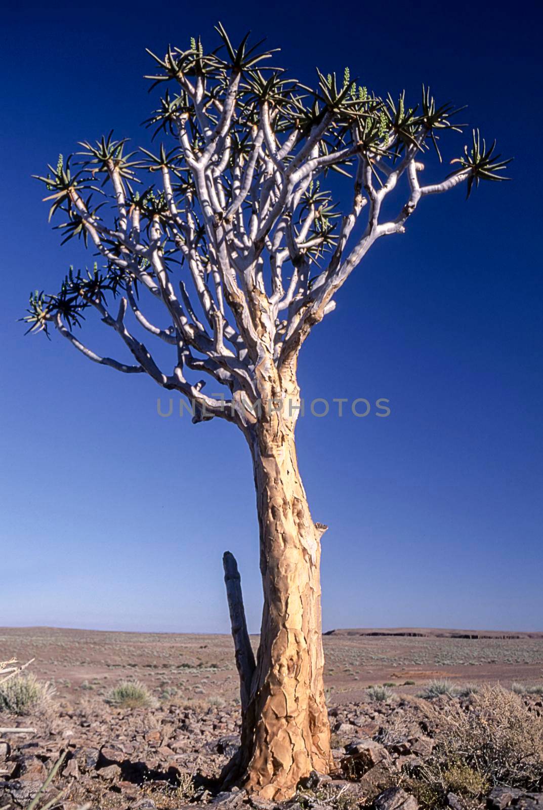 aloe or quiver tree, fish river canyon, karas, namibia, africa