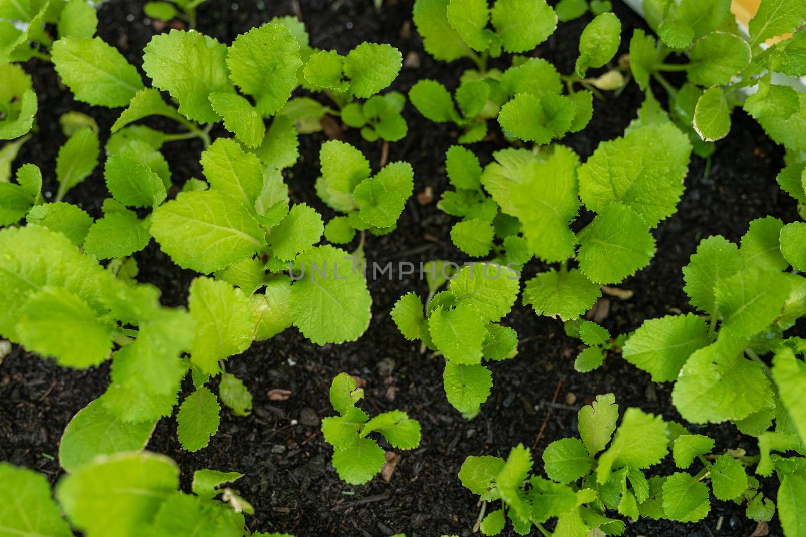topviews of field mustard vegetable at the farm