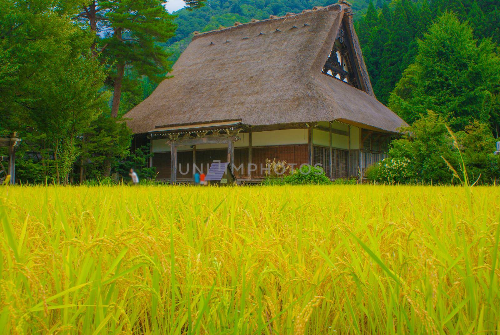 House of Horse roof and autumn paddy (Shirakawayo). Shooting Location: Gifu Prefecture