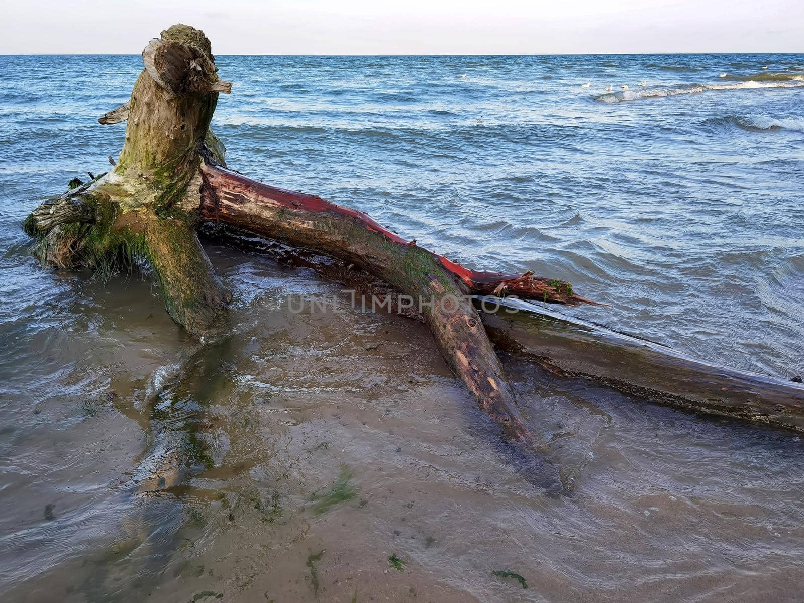 Seascape, Superb long exposure sunrise view with a log at the Black Sea coast, Bulgaria