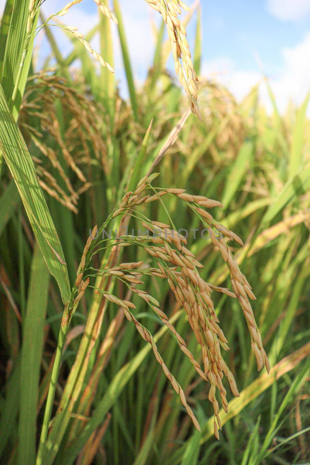 ripe paddy on tree in farm by jahidul2358