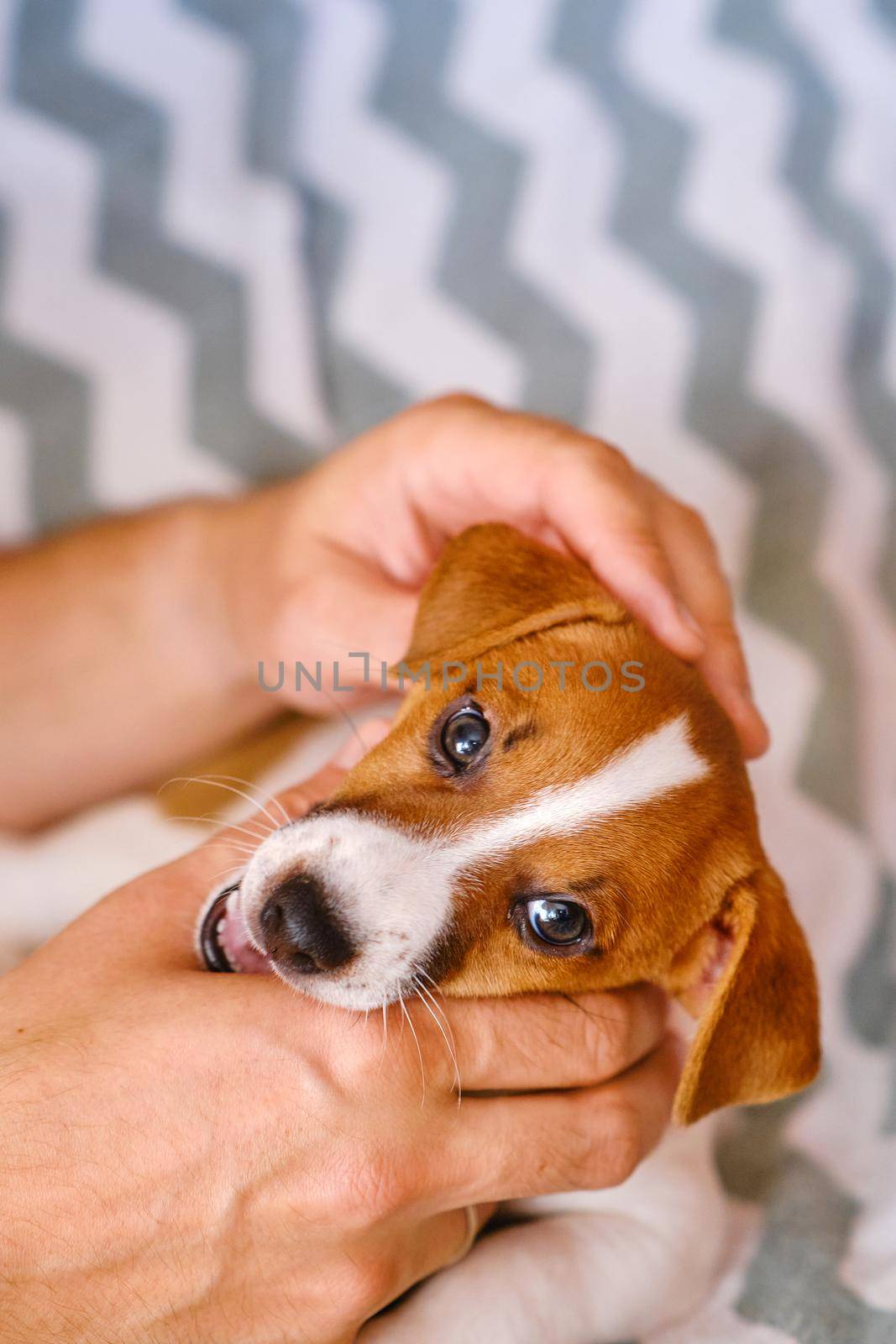 Small puppy in male hands. A beautiful and cute puppy of Jack Russell in his arms. Funny six weeks puppy.
