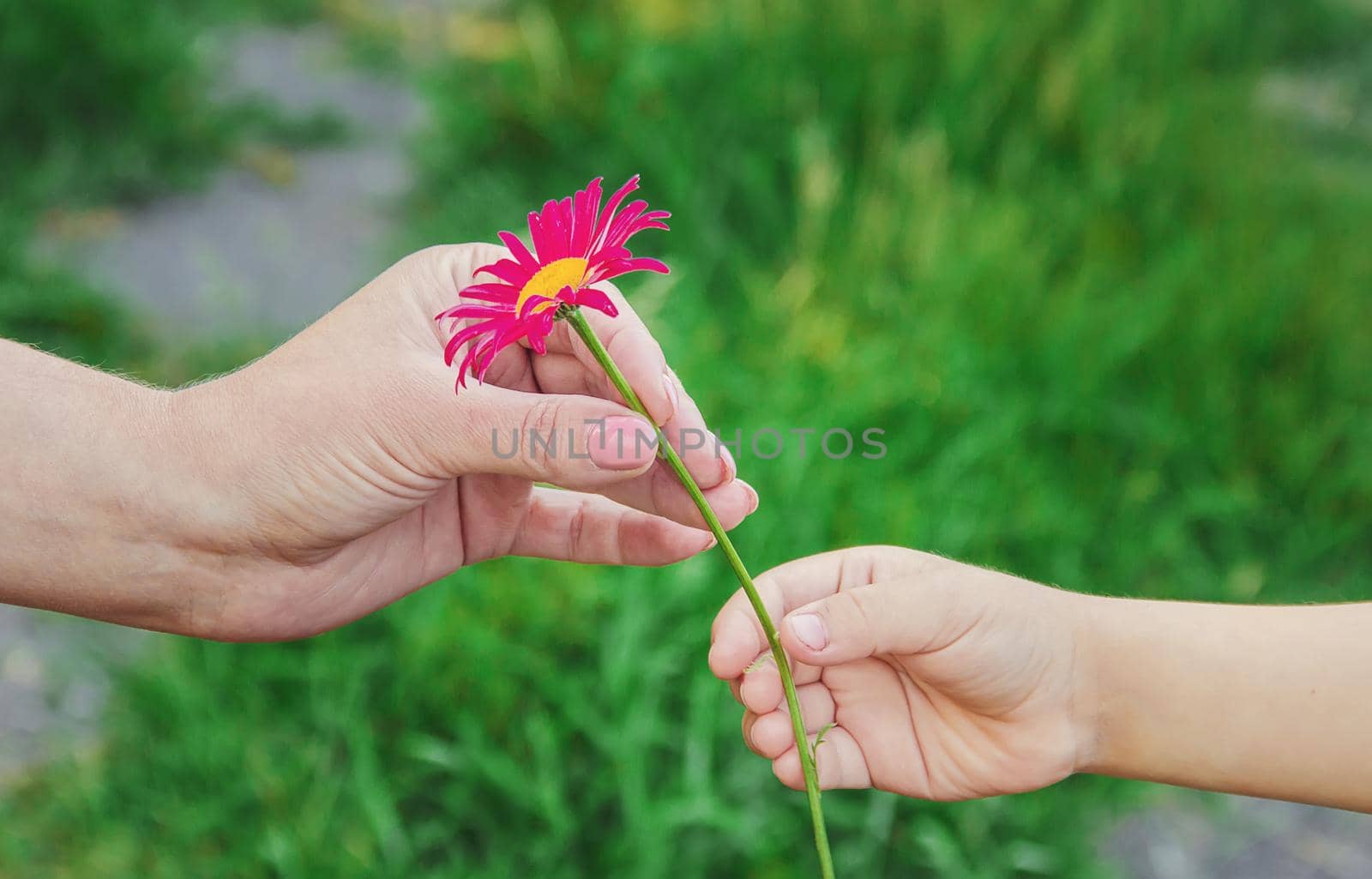The child gives the flower to his mother. Selective focus.