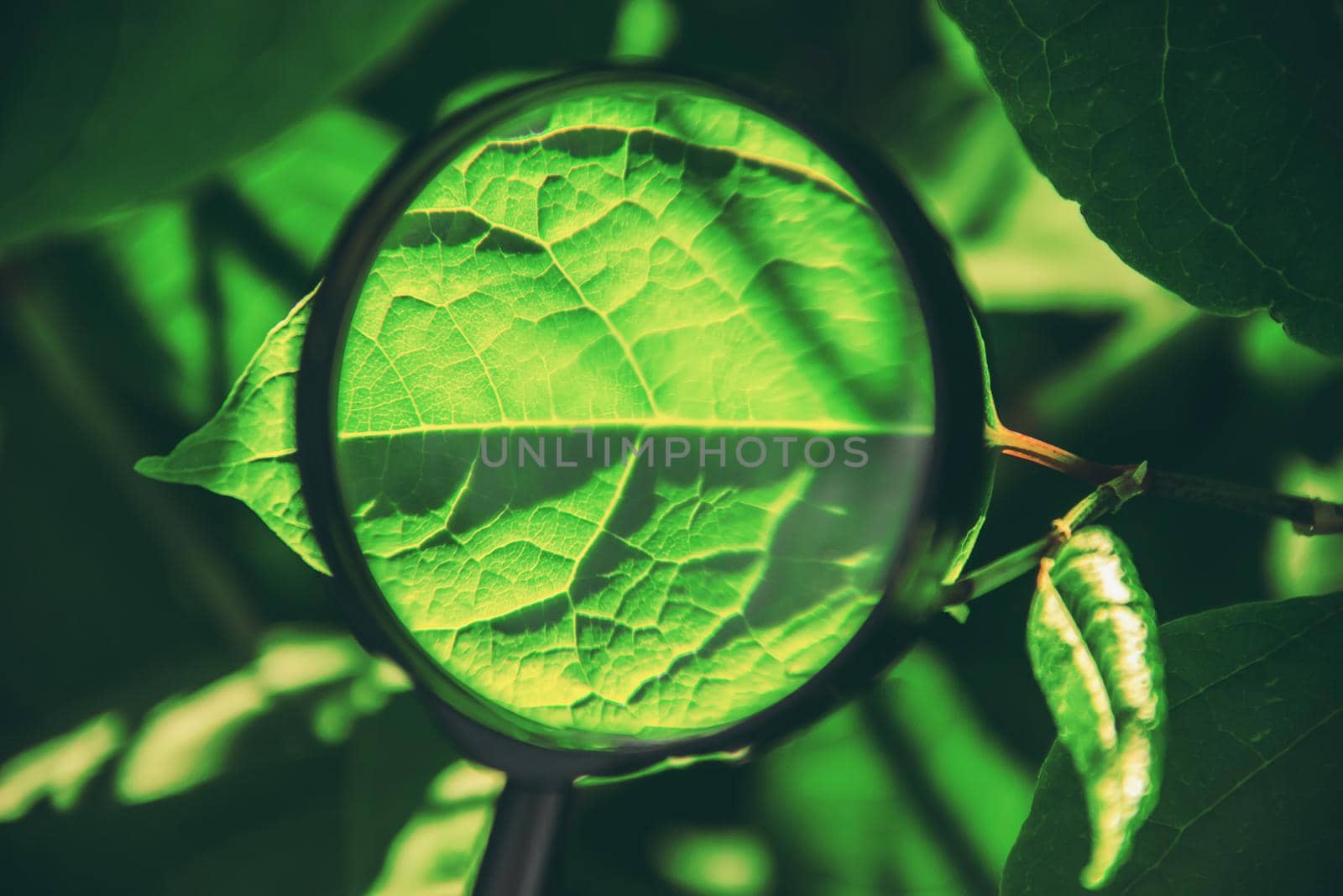 Plants under the magnifying glass. Increase. selective focus.