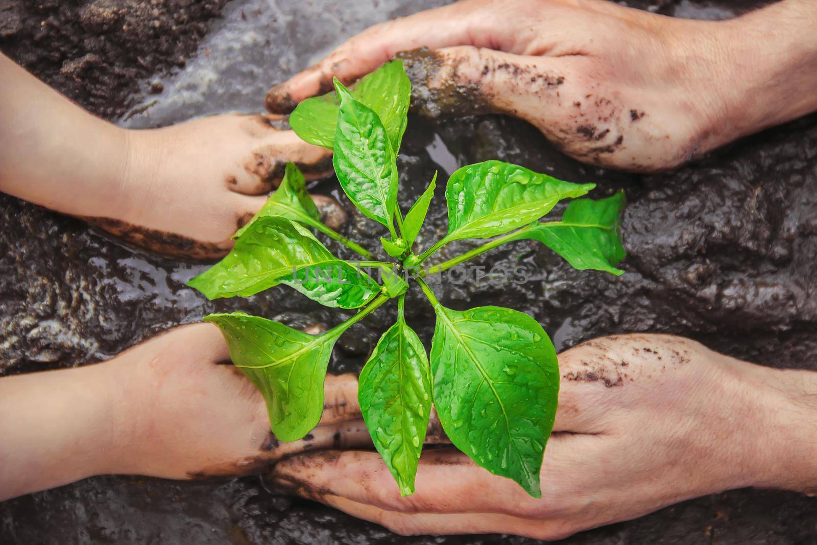 A child plants a plant in the garden. Selective focus. by yanadjana