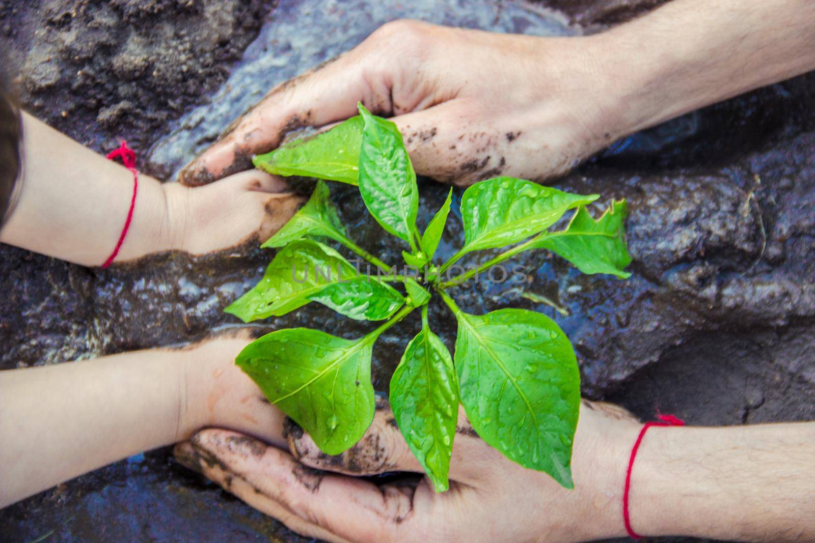 A child plants a plant in the garden. Selective focus. by yanadjana