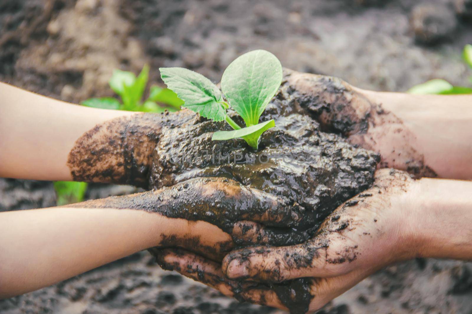 A child plants a plant in the garden. Selective focus. nature.